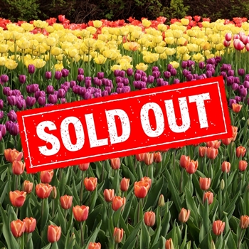 Canadian Tulip Festival