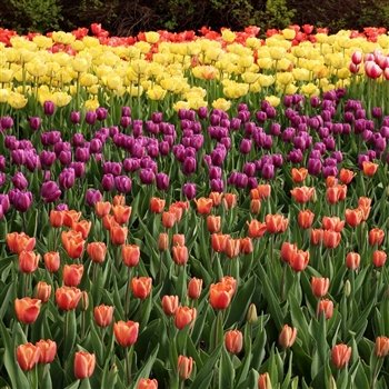 Canadian Tulip Festival