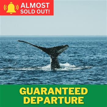 Tadoussac Whale Watching