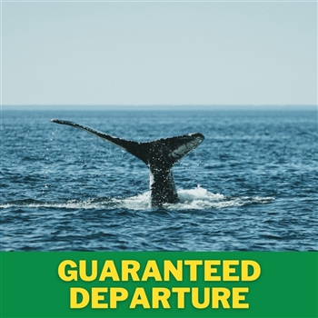 Tadoussac Whale Watching