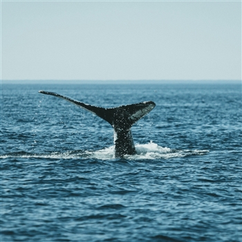 Tadoussac Whale Watching