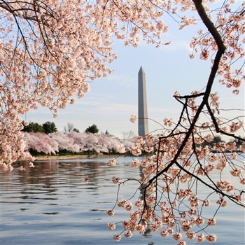 Washington Cherry Blossoms